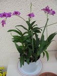 dendrobium compacta!!.JPG