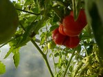 tomates sous serre.jpg
