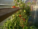 tomates sous serre 2.jpg