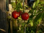 encore de belles tomates sous abri....jpg