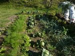 potager n°2 vue d'ensemble.jpg