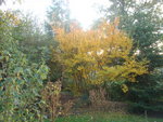 novembre 2011 181.jpg