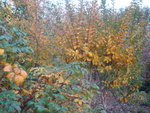novembre 2011 203.jpg