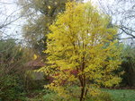 novembre 2011 297.jpg