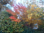novembre 2011 197.jpg
