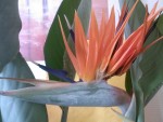 Oiseau du paradis 1ére fleur.jpg