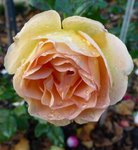 il y a encore de nombreuses roses