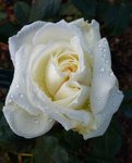 10 novembre   le thabor 2011 121.jpg
