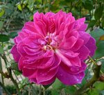 10 novembre   le thabor 2011 127.jpg