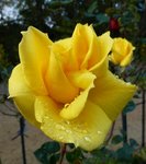 10 novembre   le thabor 2011 126.jpg