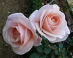 10 novembre   le thabor 2011 149.jpg