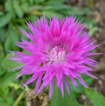 10 novembre   le thabor 2011 153.jpg