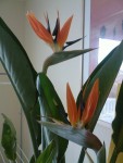 Oiseau du paradis 2 1ères fleurs.jpg