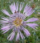 10 novembre   le thabor 2011 158.jpg