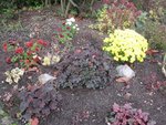 2011-11-12 chrysanthème 1x.jpg
