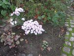 2011-11-12 chrysanthème 2x.jpg