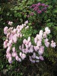 2011-11-12 chrysanthème 3x.JPG