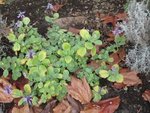 2011-11-12 coleus canina x.jpg
