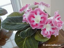 gloxinia.jpg