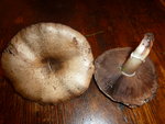 Champignon A<br />Un lactaire peut-être?