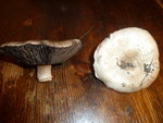 Champignon A autre vue