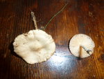 Champignons B  Peut-être une carioulette?