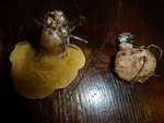 Champignon C  : je pense que ce n'est pas comestible mais je n'arrive pas à l'identifier...