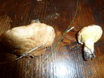 Champignon C autre vue