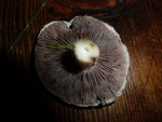 Champignon D : Peut-ëtre le même que le champignon A?
