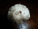 Champignon D vue de dessus