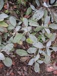 2011-11-13 .JPG