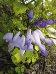 Plectranthus saccatus