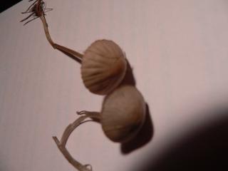 P1050038.JPG