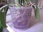 phaléonopsis blanche 1.jpg
