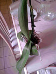 phaléonopsis blanche 2.jpg