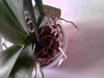 phaléonopsis blanche 3.jpg
