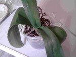 phaléonopsis blanche 4.jpg