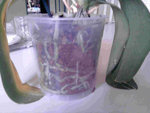 phaléonopsis violette 2.jpg