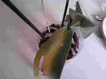 phaléonopsis violette 3.jpg
