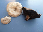 Champignon A : Agaric