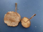 Champignon B : faux mousseron