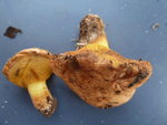 Champignon C : pied de mouton