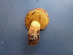 Champignon C