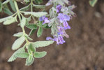 DSC04282.JPG