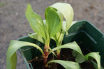 DSC04287.JPG