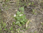 plante_baies_1.JPG
