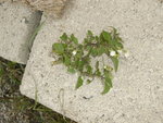 plante_baies_2.JPG