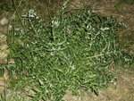 Plante_piquante_1.JPG
