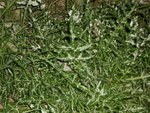 Plante_piquante_2.JPG