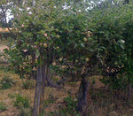 pommier-ete-2.jpg